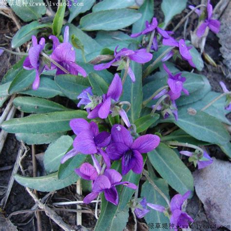 紫花地丁 - 快懂百科