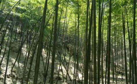竹子寓意代表什么意思-百度经验