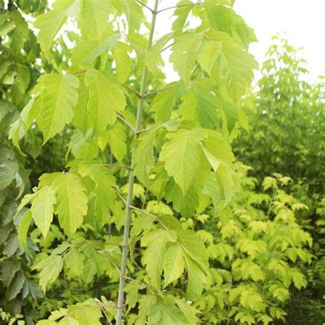 金叶复叶槭-北方园林植物图鉴及应用-图片