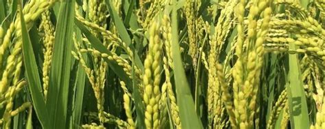 今年种植稻谷挣钱吗？附种植一亩稻谷的成本及利润分析 - 农敢网