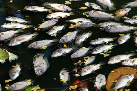 死鱼漂浮在黑暗的水中水污染高清图片下载-正版图片504398388-摄图网