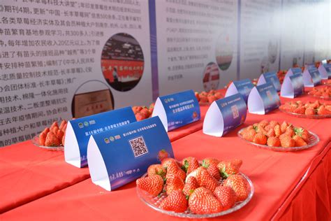 第18届中国·长丰草莓文化旅游节举行 草莓小镇同期开园_县域特产_中国小康网