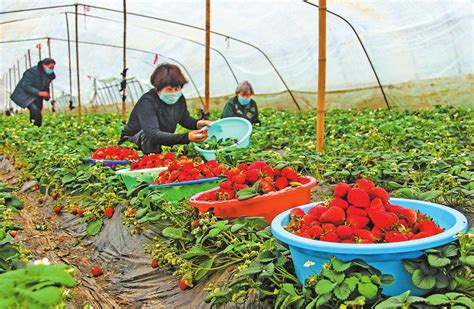 草莓怎么种,草莓种植,种草莓(第4页)_大山谷图库
