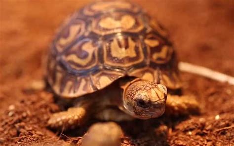 草龟冬眠的温度-百度经验