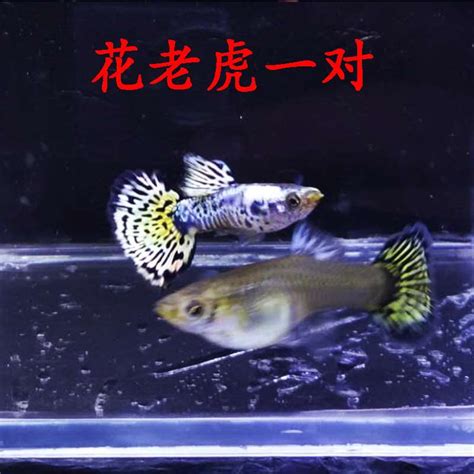 纯种孔雀鱼凤尾鱼孕母临产一对淡水热带宠物鱼苗活体胎生繁殖包邮_虎窝淘