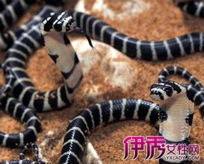 吹风蛇图片