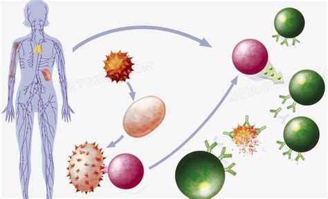 新冠病毒感染机制及人体免疫系统基础概念梳理 - 知乎