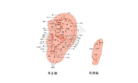 耳部穴位图图片