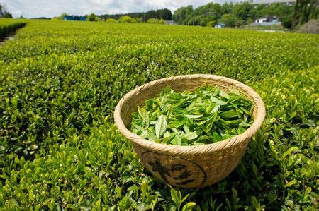 【六安瓜片 绿茶】价格|参数|最新报价_绿茶图片-好牌子商城网