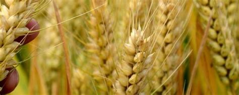小麦种植时间和方法，播种时间会受到各地气候的影响 - 新三农