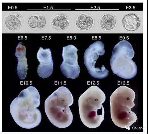 3D医学动画受精卵胚胎发育4K_4096X2160_高清视频素材下载(编号:6331467)_影视包装_光厂(VJ师网) www.vjshi.com