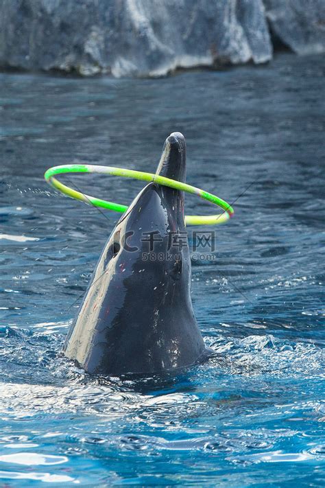 海豚表演高清图片下载-正版图片307663680-摄图网