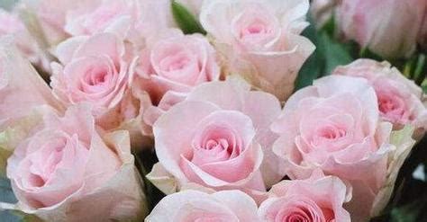 一朵玫瑰花代表什么意思（玫瑰爱情花语） - 富强农百科
