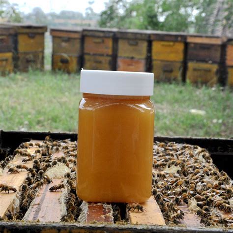 健凤园批发蜂蜜500g农家蜂场直供a百花土蜂蜜荆条洋槐原蜜1斤-阿里巴巴