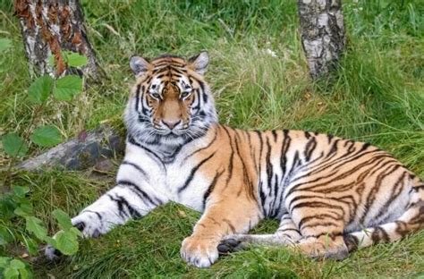 世界上最大的猫科动物：体型比老虎还大，却不是一个独立的物种！_腾讯视频