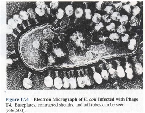 巨噬细胞吞噬结核菌结核分枝杆菌插画图片下载-正版图片502722730-摄图网