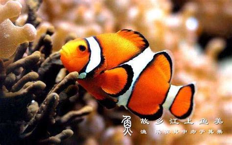 小丑鱼-热带海水鱼高清图片下载-正版图片500396926-摄图网