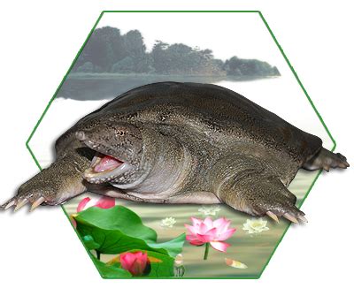 野生甲鱼和养殖甲鱼的区别，可以从爪子、甲背、颜色等辨别 - 农敢网