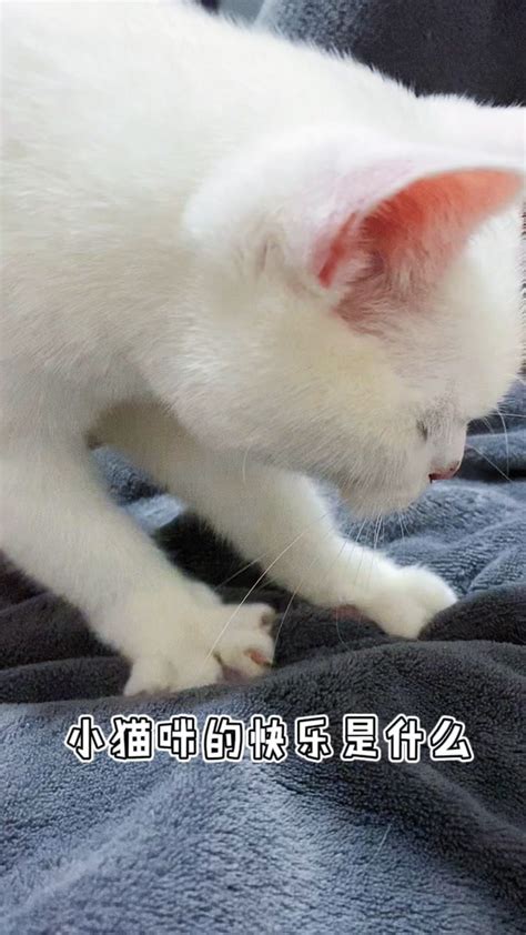 小猫咪的快乐踩奶_腾讯视频
