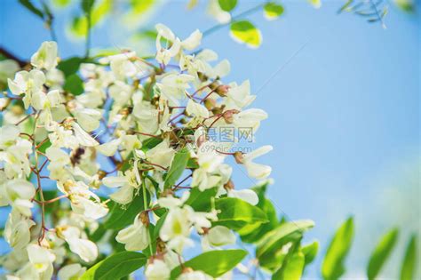 繁花生树图片
