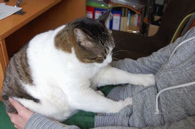 猫咪日常行为踩奶，你知道猫咪为什么喜欢踩奶吗？