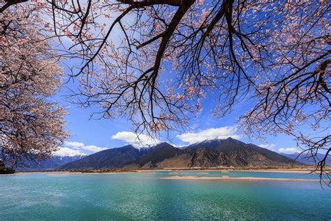 春季西湖边上的桃花树摄影jpg图片免费下载_编号19lh53pj1_图精灵