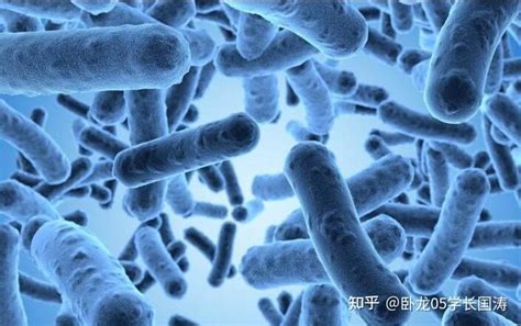 乳酸菌对人身体健康的影响_杆菌