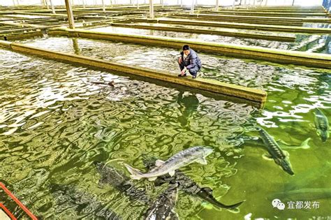 生态鲟鱼养殖 “鲟”出美好生活-北纬网（雅安新闻网）
