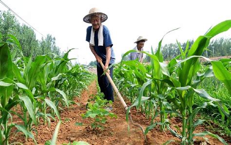 VC果园：夏玉米播种时如何施种肥？_VC果园_VC果园代理_VC果园总代-VC果园官网