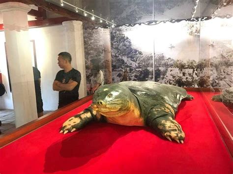 越南国宝千年神龟标本正式对外展示，曾是世界最大乌龟，头大如牛
