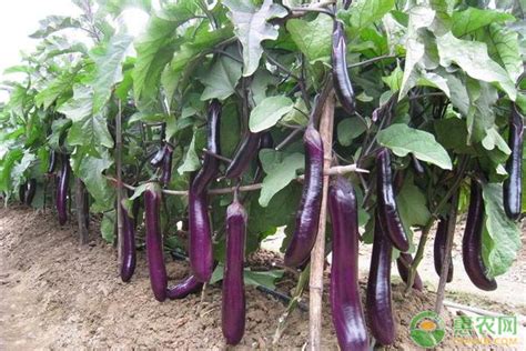 湖南本地茄子种子特大紫罐茄种子牛心紫黑罐茄春季四季播蔬菜种子-阿里巴巴