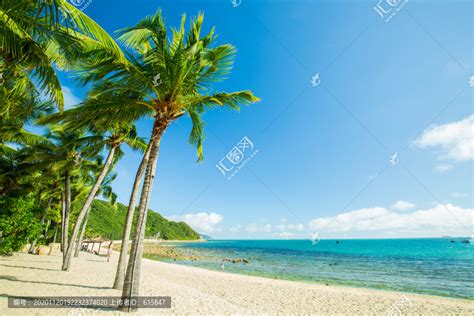 海南有一座最美的小镇，到处都是椰子树|海南|椰子树|椰林_新浪新闻