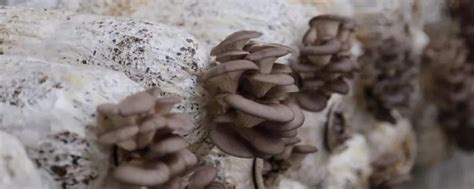 怎么养蘑菇 蘑菇的养殖方法_知秀网
