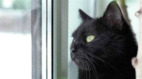 黑猫看着窗外 坐在室内窗台上 从街上看到mp44K视频素材下载-编号4900205-潮点视频
