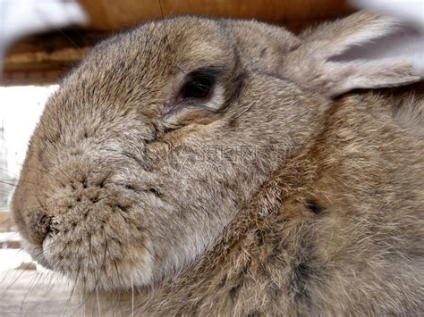 灰兔宏观哺乳动物农业灰色耳朵乐趣动物毛皮宠物野兔高清图片下载-正版图片321894379-摄图网