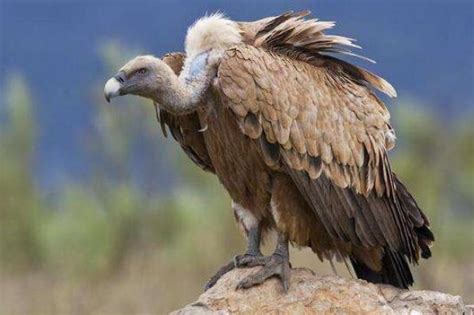 世界十大最凶猛的鹰排名，金雕攻击迅猛，鹰雕体型较大_猛禽_羽毛_生活