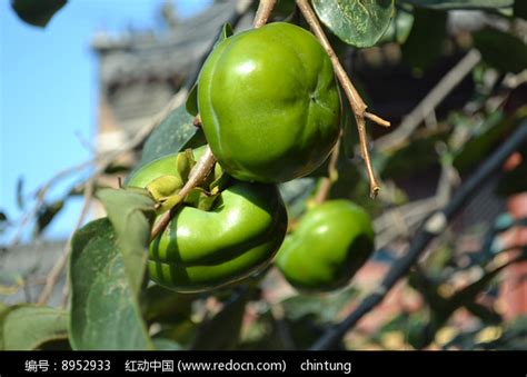 树上的青柿子高清图片下载_红动中国