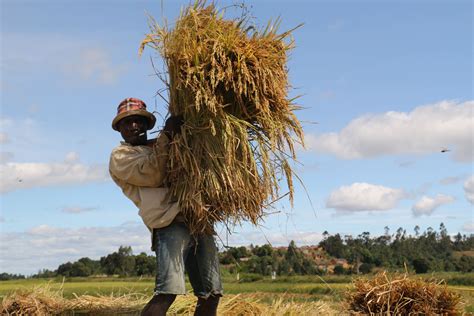 杂交水稻亩产量最高是多少（现在杂交水稻最高亩产量多少）_中国历史网