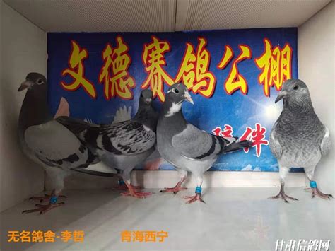 甘肃武威天马赛鸽公棚2020年春季获奖鸽－甘肃武威天马赛鸽公棚