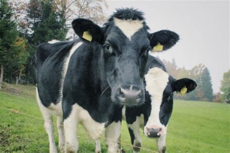 智研咨询报告：2023年奶牛养殖行业发展现状及市场前景预测 为方便行业人士或投资者更进一步了解奶牛养殖行业现状与前景，智研咨询特推出《2023 ...