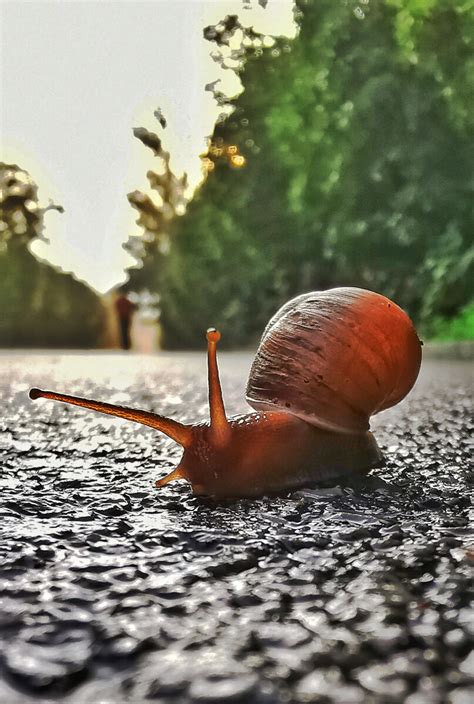 极速蜗牛:狂奔 - 萌娘百科 万物皆可萌的百科全书