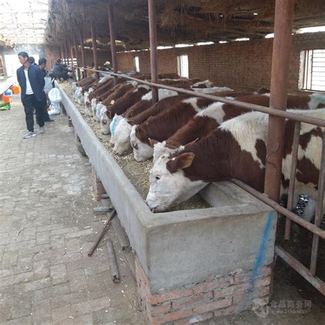 西门塔尔公牛犊价格 济南-食品商务网