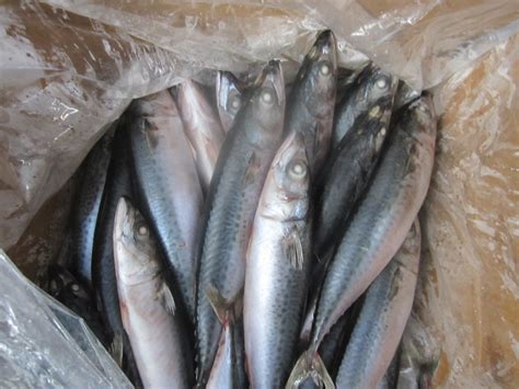 【冷冻带鱼】小眼海鲜水产冷冻带鱼无冰衣17斤整箱批发-阿里巴巴