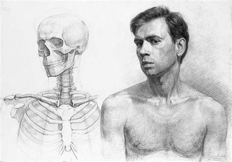 人体素描人体肌肉与骨骼结构素描画对比
