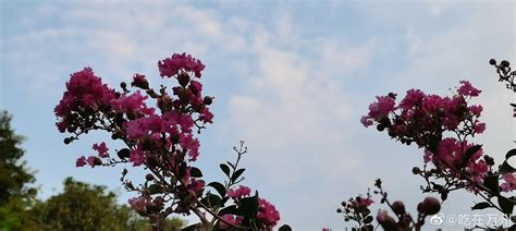金秋时节，万州南山公园内的紫微花暗香浮动……__财经头条