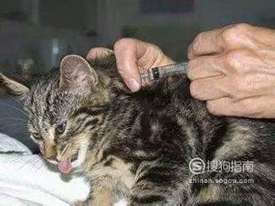 小孩在和小猫玩耍。猫和孩子在家里。照片摄影图片_ID:419956491-Veer图库