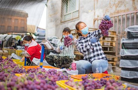 新疆昌吉：葡萄丰收-人民图片网