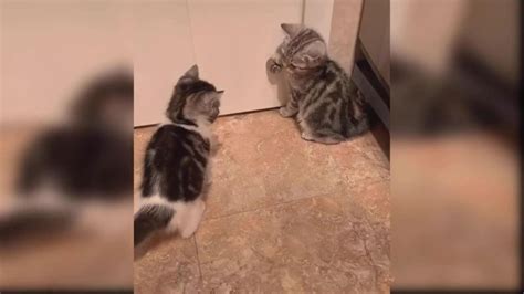 猫咪总惹主人生气，教你一招让小猫咪听话
