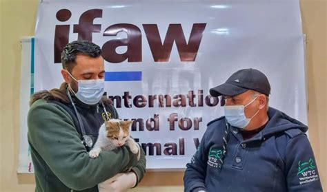救援动物4·救援猫图片 救援动物4·救援猫图片
