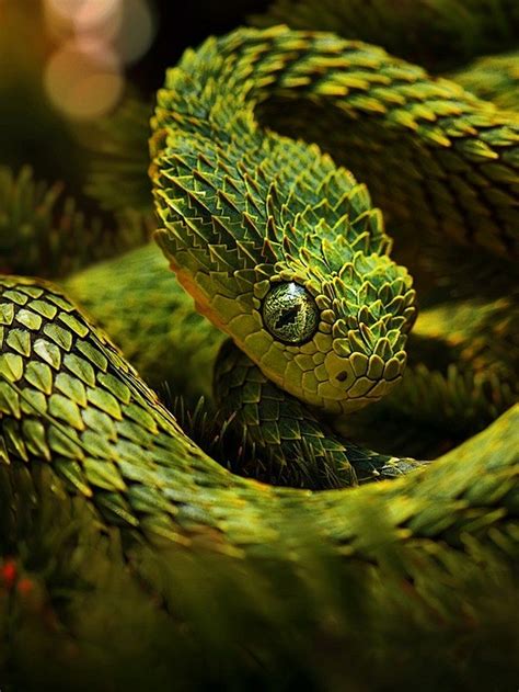 大王蛇进家里有什么预兆-大王蛇和赤链蛇分别-大王蛇一般长到多少厘米